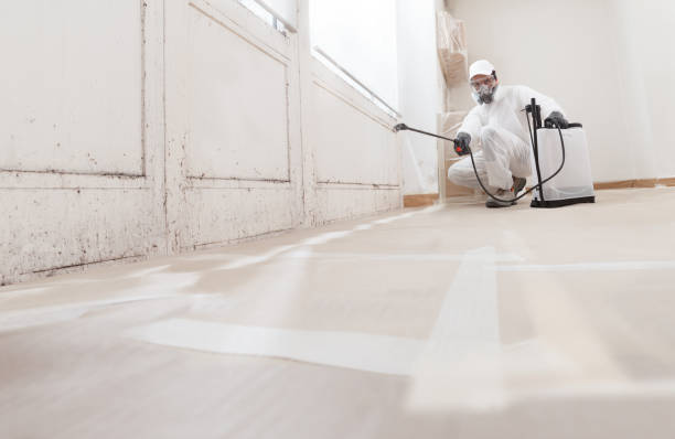 24/7 Emergency Basement Mold Removal experts in Cranford, NJ